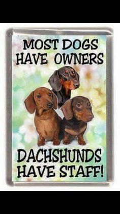 two dachshunds have staff magnets on a glass block that says most dogs have owners