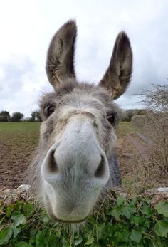 a close up of a donkey's face with grass in the foreground