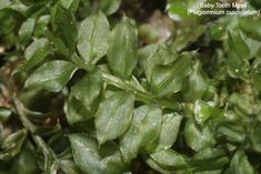 some green leaves that are growing on the ground