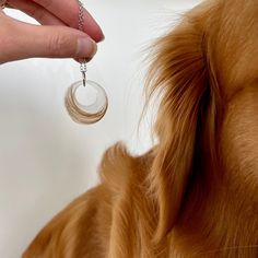 a close up of a person holding a dog's ear with a ring on it