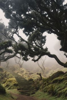 an image of a path that is surrounded by trees and mossy plants in the fog