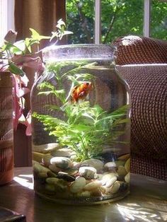 a fish in a glass jar filled with water and rocks next to a window sill