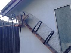 a cat climbing up the side of a house on a ladder with its head down