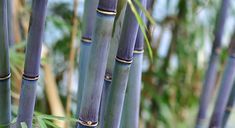 many tall bamboo trees with green leaves