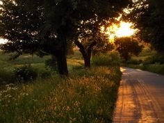 the sun is setting behind some trees on this country road in rural area with tall grass and wildflowers