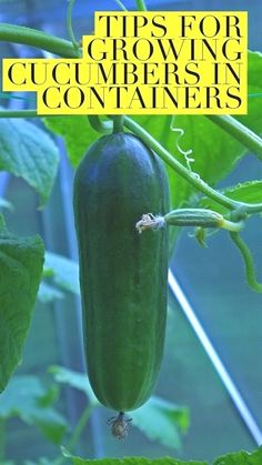 an eggplant growing in a garden with the title tips for growing cucumbers in containers