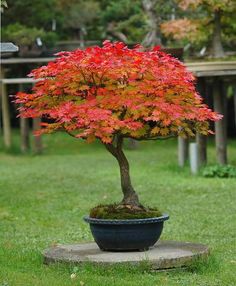 a bonsai tree with red leaves in a black pot on a stone slab outside