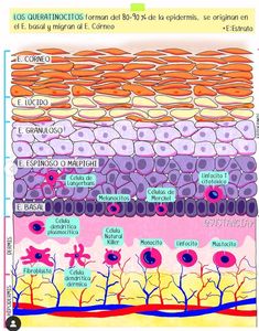 the layers of an animal cell