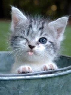 a black and white photo of a small kitten in a bucket with the caption enregetator