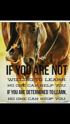 a horse with the words if you are not riding to learn, no one can help you if you are determined to learn, no one can stop you