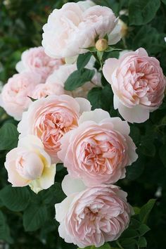 pink and white flowers blooming in the garden