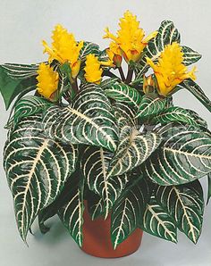 a potted plant with yellow flowers and green leaves