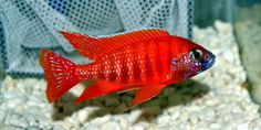 a red fish in an aquarium with rocks and gravel around it's edges, looking at the camera