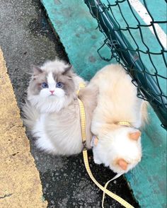 a white and gray cat laying on top of a yellow leash next to a fence