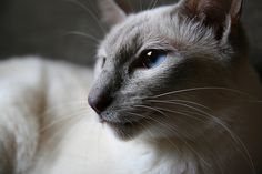 a white cat with blue eyes laying down