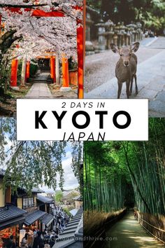 two days in kyoto, japan collage with images of people and animals on the streets