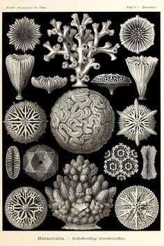 an antique illustration of corals and sea fans