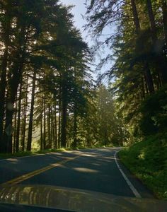 the sun shines through the trees on this road in the woods, as seen from inside a vehicle's windshield