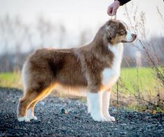 a brown and white dog standing on top of a gravel road next to a person