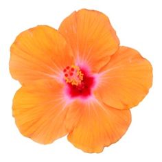 an orange flower with red center on white background