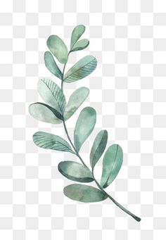 a branch with green leaves on it, watercolor painting, transparent background png and psd