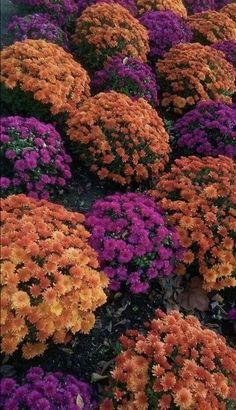 many different colored flowers in the ground