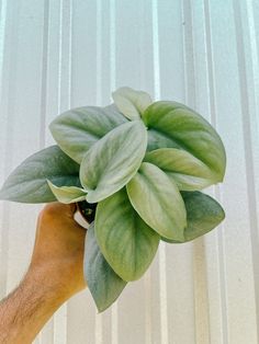 a hand holding a plant with green leaves