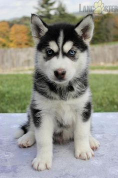 a black and white husky puppy sitting on top of a blue tablecloth with grass in the background