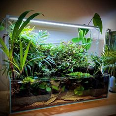 an aquarium filled with lots of plants on top of a table