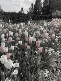 many pink and white flowers in a field