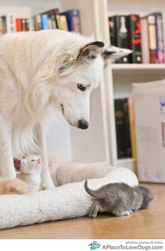 a cat and dog are playing with each other on the floor in front of bookshelves