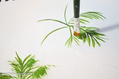 an umbrella is hanging upside down on the wall next to a plant with leaves in it