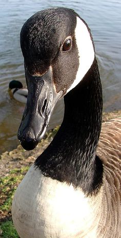 a black and white duck standing next to a body of water