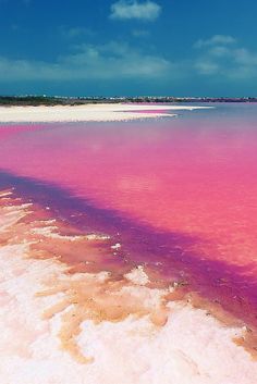 the water is very pink and it looks like they are floating in the ocean or on land