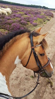 a brown and white horse standing on top of a dirt road next to purple flowers