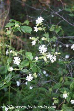 some white flowers are growing in the woods