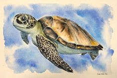 a watercolor painting of a turtle in the air with blue sky behind it and white clouds