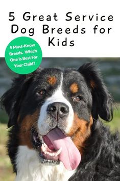 a dog with its tongue hanging out and the words 5 great service dog breeds for kids