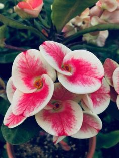 some pink and white flowers in a pot