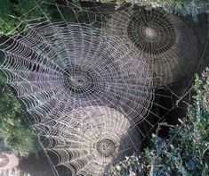 spider webs are hanging from trees in the woods