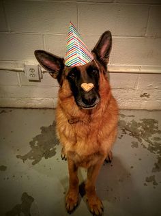 a german shepherd dog wearing a party hat