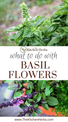 basil flowers with the words what to do with basil flowers