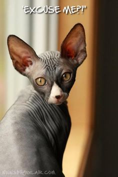 a hairless cat looking at the camera with a caption above it that reads, because you're not an exotic animal