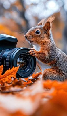 a squirrel is standing next to a camera