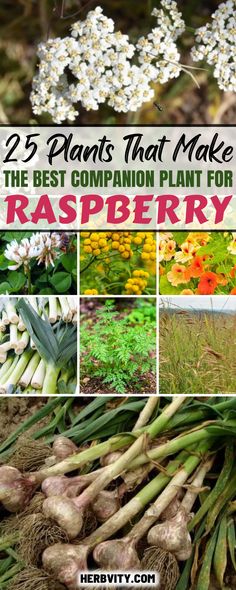 the best companion plant for raspberry rhipsberry rhipsberry rhipsberry rhipsberry rhipsberry rhub