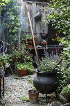 an outdoor garden with potted plants in it