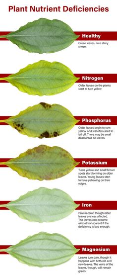 the different types of plants that can be eaten