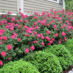 pink flowers line the side of a house in front of green bushes and shrubbery