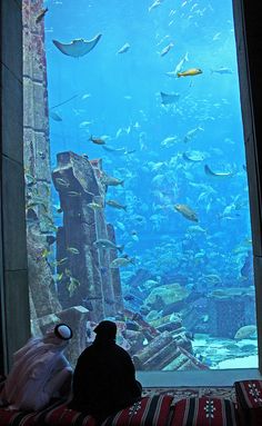 a large aquarium filled with lots of fish