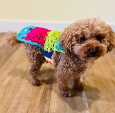 a small brown dog wearing a colorful sweater on top of a wooden floor next to a wall